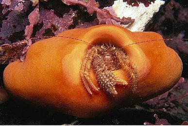 《冴子：女巨人约会模拟》试玩发布 奇葩题材恋爱冒险